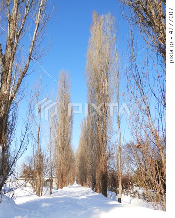冬の北大ポプラ並木 4277007