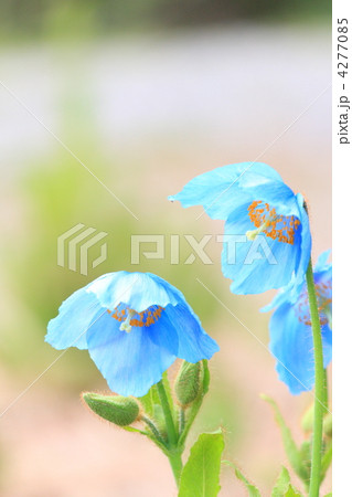 ヒマラヤの青いケシ 4277085