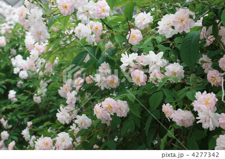 ポールズ・ヒマラヤン・ムスク・ランブラー 4277342