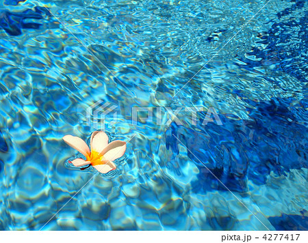 プールの水面に浮かぶプルメリアの花1輪の写真素材