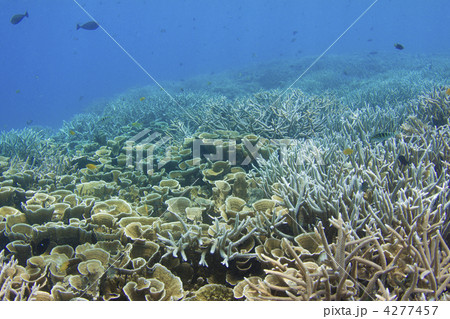 パラオの珊瑚礁 パラオの珊瑚礁 4277457