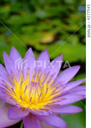 蓮の花 4277543