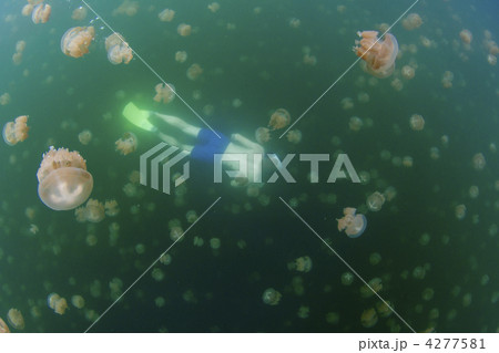 パラオ　ジェリーフィッシュレイク 4277581