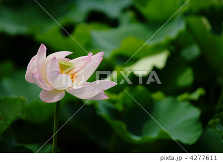 蓮の花 蓮の花 4277611