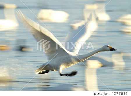 白鳥、走る 4277615