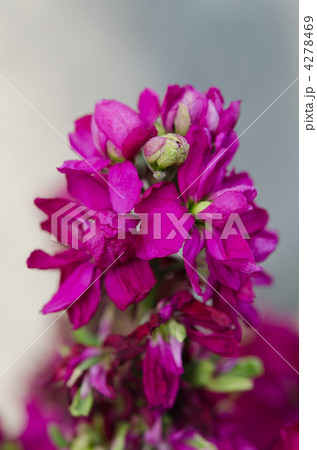 金魚草 金魚草 4278469