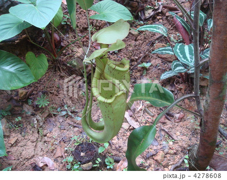 ボルネオの食虫植物ウツボカズラ 4278608