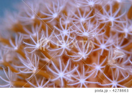 ソフトコーラル ソフトコーラル 4278663