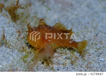 カエルアンコウ 4278687