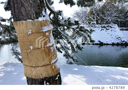 彦根城・いろは松のこも巻き 4278789