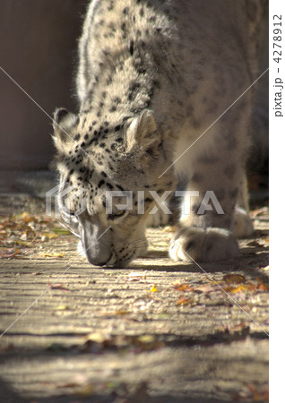 ユキヒョウ 4278912