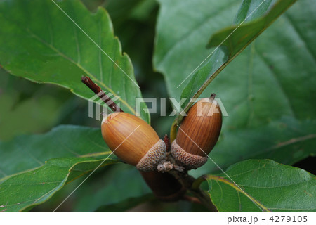 コナラ堅果 4279105