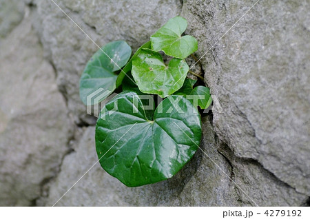 ツワブキの葉 4279192