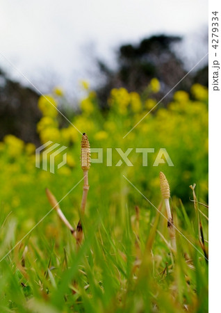 ツクシ（土筆）と菜の花 4279334