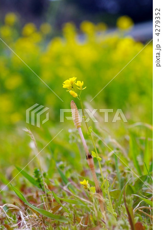 ツクシ（土筆）と菜の花 4279352