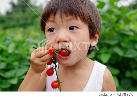ミニトマトを食べる子供 ミニトマトを食べる子供 4279376