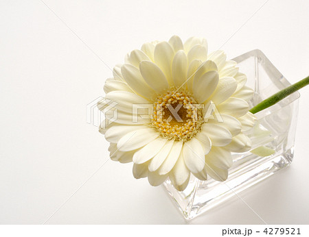 黄色のガーベラ 黄色のガーベラ 4279521