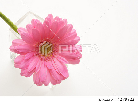 ピンクのガーベラ ピンクのガーベラ 4279522