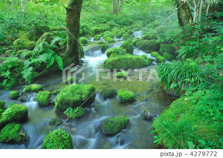 木谷沢渓流 4279772