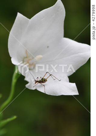 白い桔梗の花とアシグロツユムシ 4279998