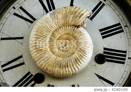 アンモナイト 4280100