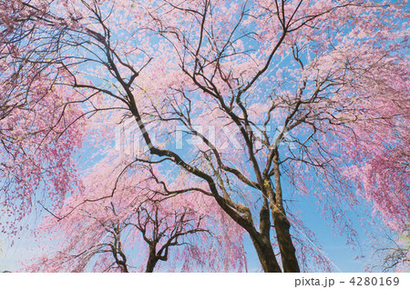 シダレザクラ 4280169