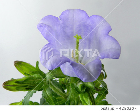 カンパニュラ（釣鐘草） 4280207