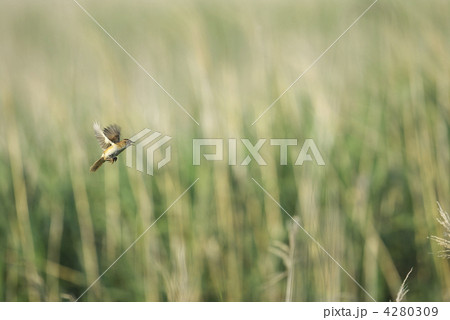 オオセッカ オオセッカ 4280309