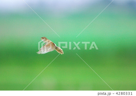 オオセッカ 4280331