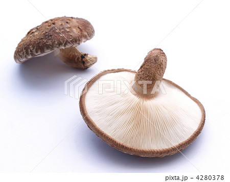 新鮮な生椎茸 4280378