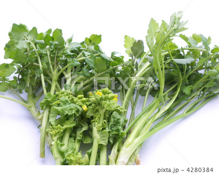 食用菜の花とクレソンとセリ 4280384