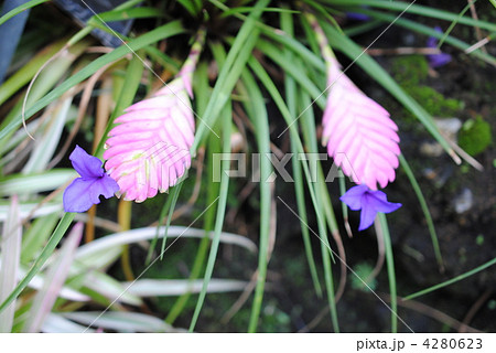 ハナアナナス 和名 京都府立植物園にて撮影の写真素材