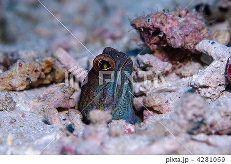 ジョーフィッシュ 4281069