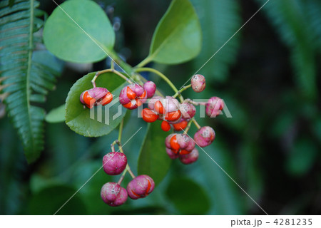 マサキ果実 マサキ果実 4281235
