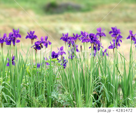 あやめの花 あやめの花 4281472