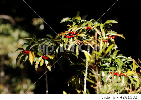 東御苑のマンリョウの赤い実と陽射し 4281582