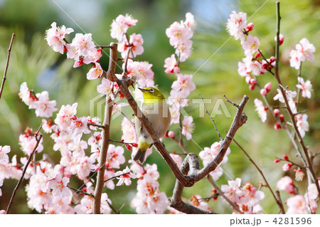 東御苑のメジロと淡いピンク色の梅の花 4281596