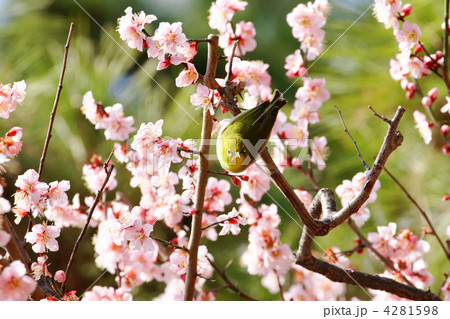 東御苑のメジロと淡いピンク色の梅の花 4281598
