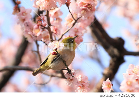 東御苑のメジロと淡いピンク色の梅の花 4281600