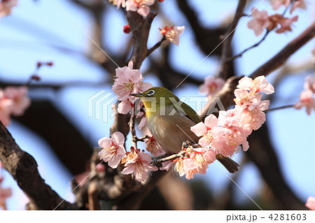 東御苑のメジロと淡いピンク色の梅の花 4281603