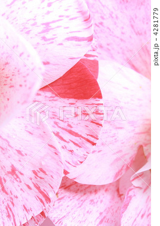 重なる椿の花びら 重なる椿の花びら 4281779