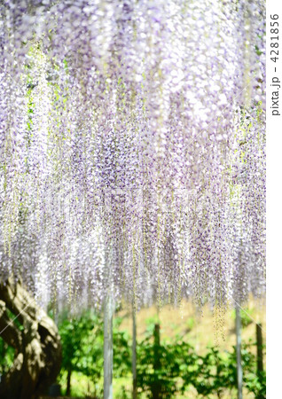 藤 クローズアップ 藤 クローズアップ 4281856