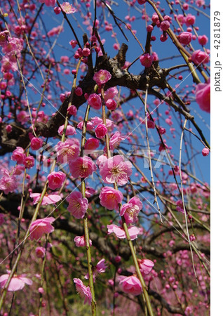 春到来　しだれ梅 4281879