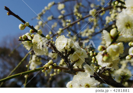 春到来　しだれ梅 4281881