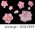 モモの花 4281949