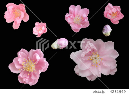 モモの花 モモの花 4281949