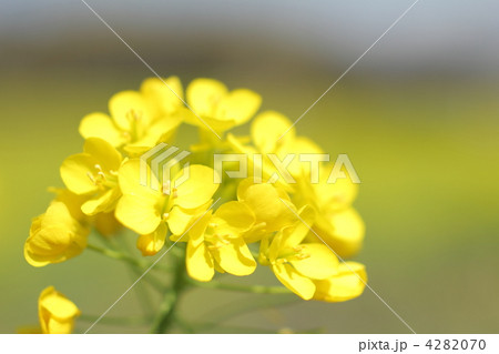 菜の花 4282070