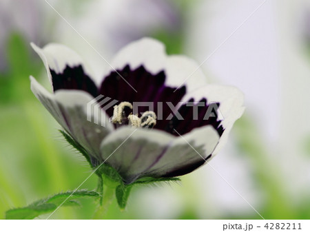 ネモフィラのペニーブラック 4282211