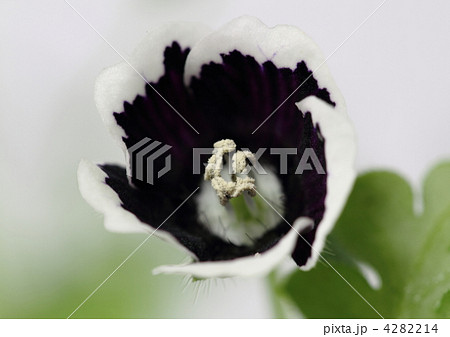 ネモフィラのペニーブラック 4282214