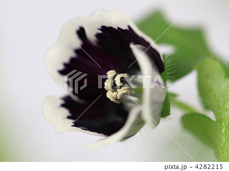 ネモフィラのペニーブラック 4282215